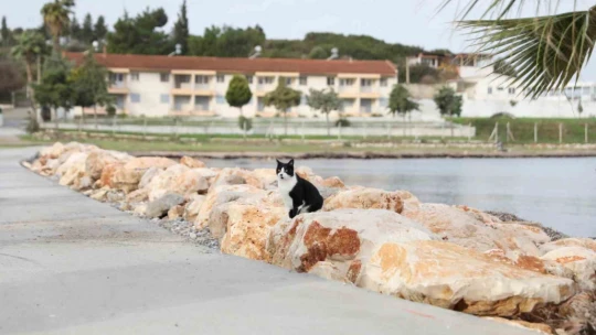 Başkan Gençay Sedef Koy Sahili'ne el attı
