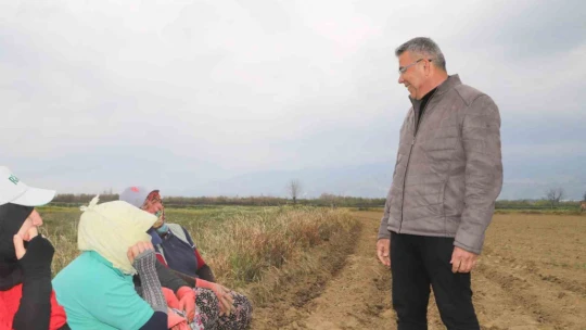 Başkan Güler, tarım işçileriyle domates fidesi dikti