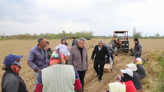 Başkan Güler, tarım işçileriyle domates fidesi dikti
