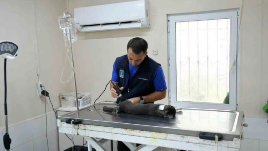 Başkan Günel, 5'inci kattan düşen kediye yaşam umudu oldu