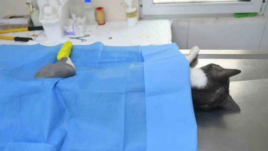 Başkan Günel, 5'inci kattan düşen kediye yaşam umudu oldu