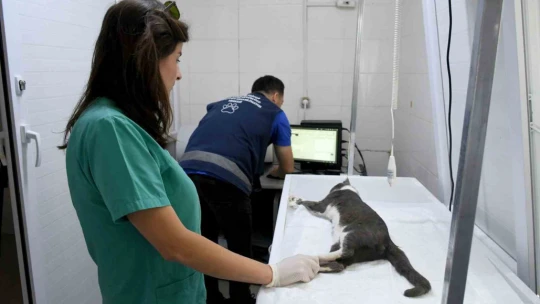 Başkan Günel, 5'inci kattan düşen kediye yaşam umudu oldu