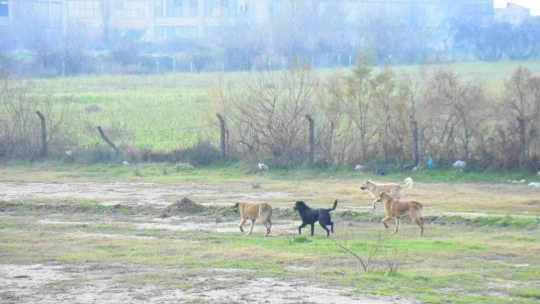Başkan Kaya: 'İncirliova kimsenin köpek bırakma alanı değil'
