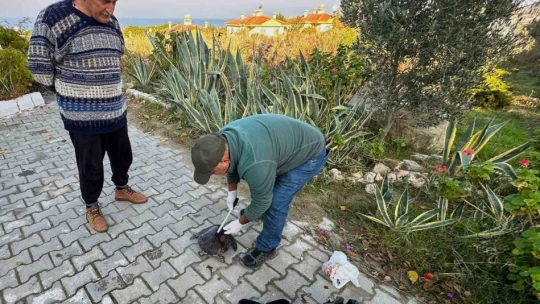 Başkan Sürücü, deniz kaplumbağalarına dikkat çekti