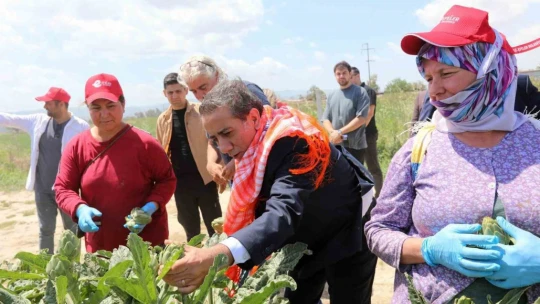 Başkan Yetişkin, enginar hasadına katıldı