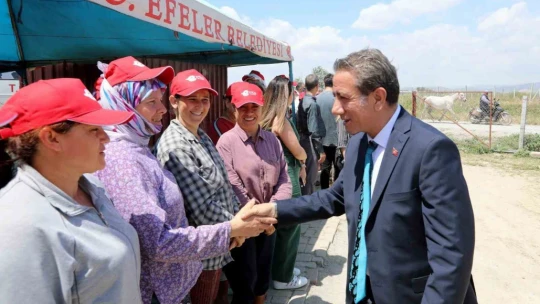 Başkan Yetişkin, enginar hasadına katıldı