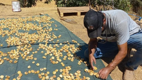 Başkasının kollarıyla incir hasadı yapıyor