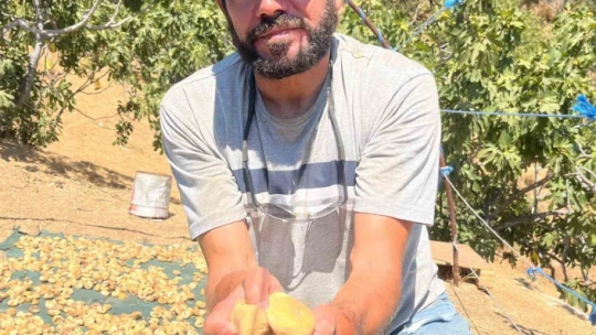 Başkasının kollarıyla incir hasadı yapıyor