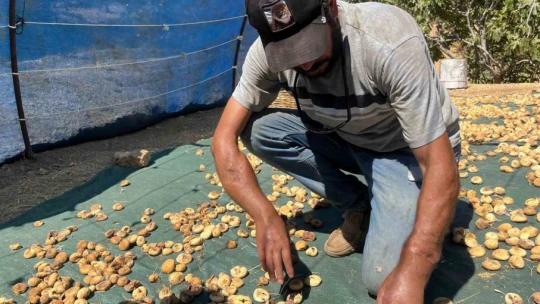 Başkasının kollarıyla incir hasadı yapıyor