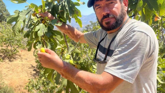 Başkasının kollarıyla incir hasadı yapıyor