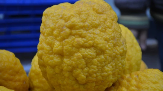 Bergamot, ilgi kaynağı oldu
