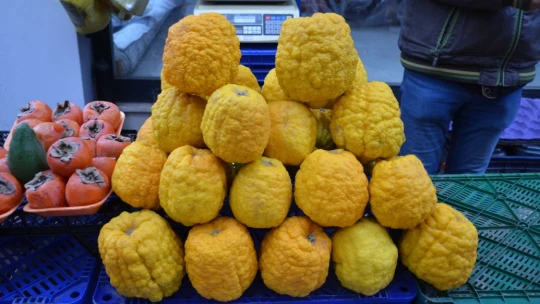 Bergamot, ilgi kaynağı oldu