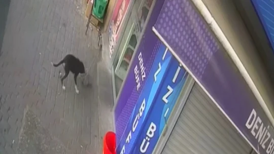 Beslediği köpek hırsız çıktı
