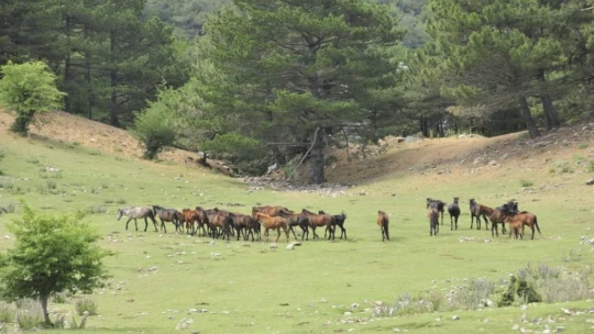 Bir asır önce mübadele sırasında salıverilen atlar Dilek Yarımadası Milli Parkı'nı renklendirdi
