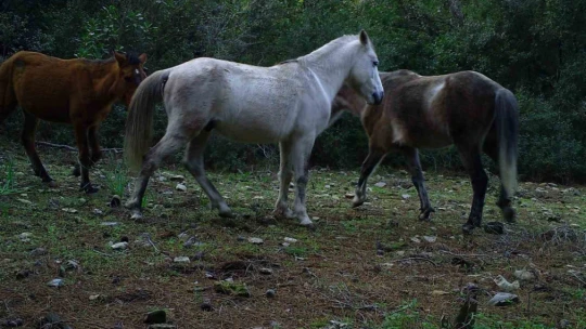 Bir asır önce mübadele sırasında salıverilen atlar Dilek Yarımadası Milli Parkı'nı renklendirdi