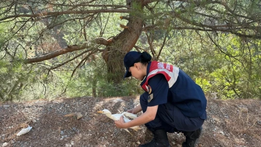 Bitkin halde bulunan yaralı 'balıkçıl kuşu' koruma altına alındı