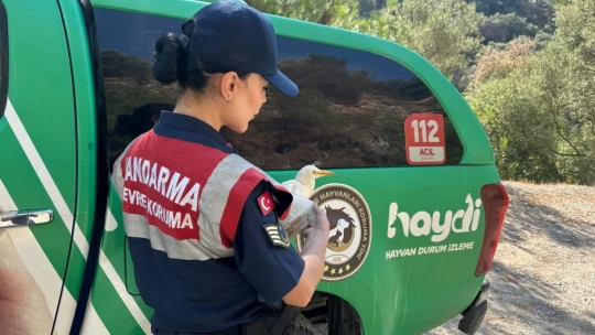 Bitkin halde bulunan yaralı 'balıkçıl kuşu' koruma altına alındı