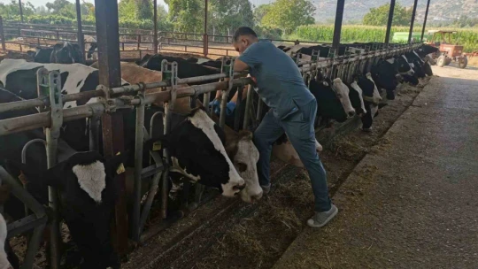 Bozdoğan'da hastalıktan ari işletmelerde kontroller sürüyor