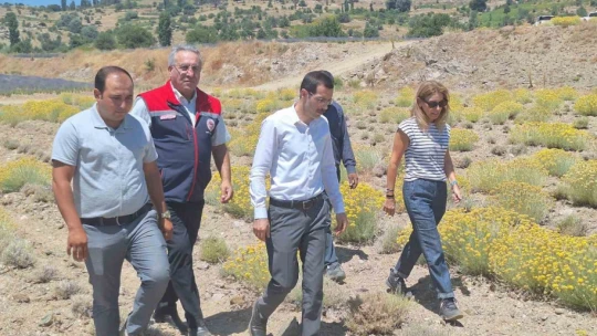 Bozdoğan'da lavanta ve altın otu hasadı yapıldı