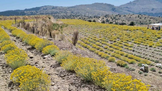 Bozdoğan'da lavanta ve altın otu hasadı yapıldı