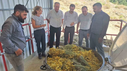 Bozdoğan'da lavanta ve altın otu hasadı yapıldı