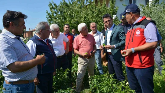 Bozdoğan'da turşuluk kardolua biber çeşidinin ilk hasadı yapıldı
