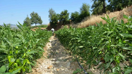 Bozdoğan'da turşuluk kardolua biber çeşidinin ilk hasadı yapıldı