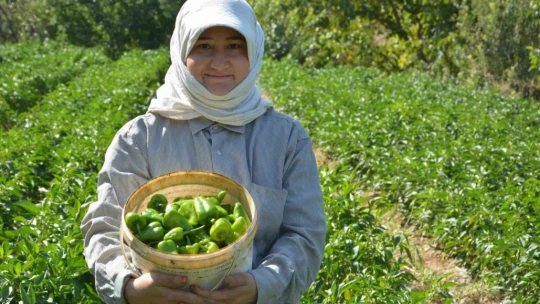 Bozdoğan'da turşuluk kardolua biber çeşidinin ilk hasadı yapıldı