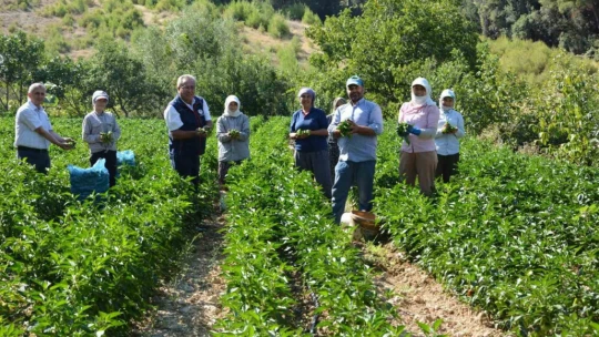 Bozdoğan'da turşuluk kardolua biber çeşidinin ilk hasadı yapıldı