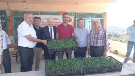 Bozdoğan'da üreticilere turşuluk fide dağıtıldı