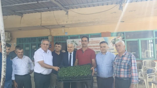 Bozdoğan'da üreticilere turşuluk fide dağıtıldı
