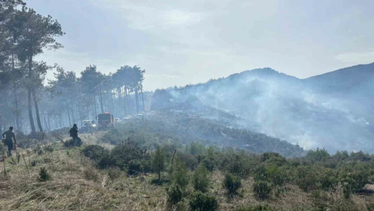 Bozdoğan'daki orman yangını kontrol altına alındı