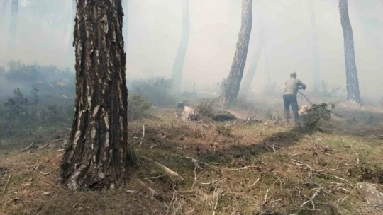 Bozdoğan'daki orman yangını kontrol altına alındı
