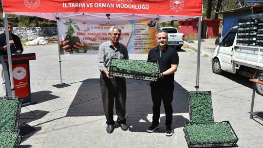 Bozdoğan domates üretim üssü olacak