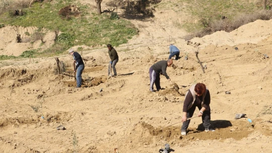 BŞB'nin fidanlarıyla Aydın'da zeytin ve incir ağaçları küllerinden doğacak