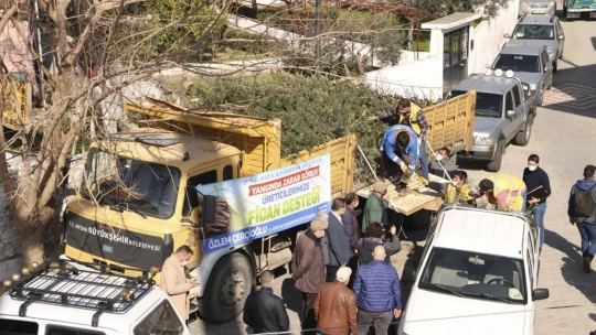 BŞB'nin fidanlarıyla Aydın'da zeytin ve incir ağaçları küllerinden doğacak