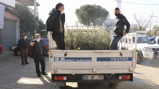 BŞB'nin fidanlarıyla Aydın'da zeytin ve incir ağaçları küllerinden doğacak