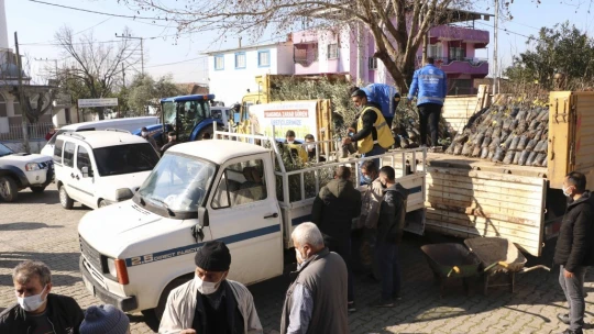 BŞB'nin fidanlarıyla Aydın'da zeytin ve incir ağaçları küllerinden doğacak
