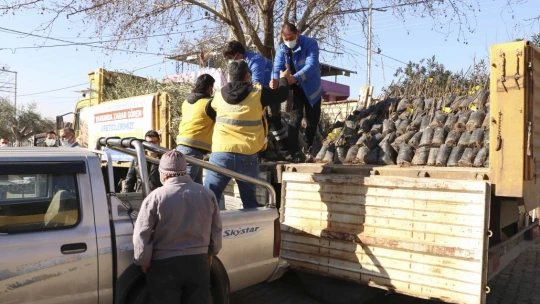 BŞB'nin fidanlarıyla Aydın'da zeytin ve incir ağaçları küllerinden doğacak