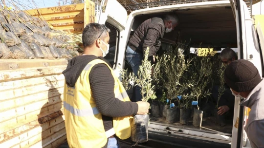 BŞB'nin fidanlarıyla Aydın'da zeytin ve incir ağaçları küllerinden doğacak