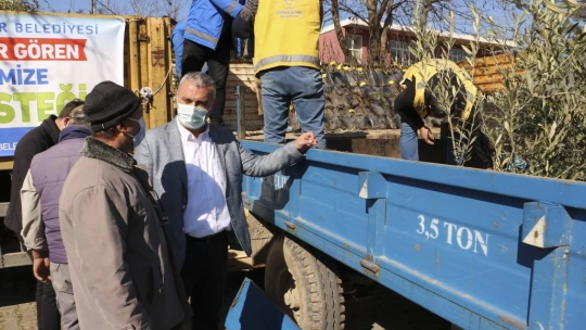 BŞB'nin fidanlarıyla Aydın'da zeytin ve incir ağaçları küllerinden doğacak