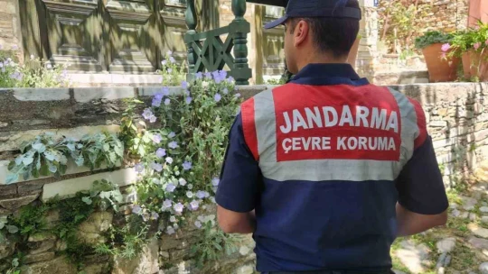 Bu çiçeği koparmanın cezası 557 bin TL