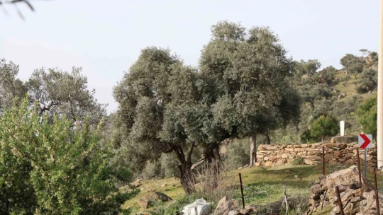 Bu mezarlar görenleri şaşırtıyor, sebebini öğrenenler ise takdir ediyor