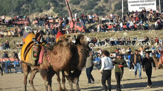 Buharkent Deve Güreşi için hazırlıklar tamamlanıyor