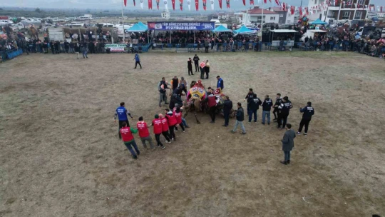 Buharkent deve güreşleri renkli görüntülere sahne oldu