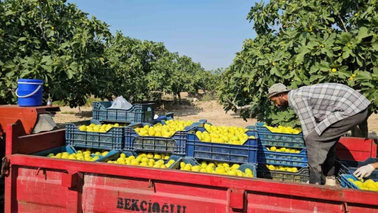 Buharkent'in damak çatlatan lezzeti taze incir, sofralarda yerini aldı