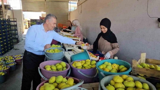 Buharkent'in taze incirinin sofralara yolculuğu sürüyor