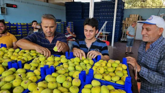 Buharkent'in taze incirinin sofralara yolculuğu sürüyor
