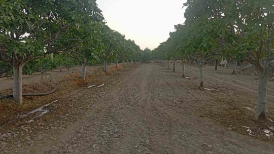 Buharkent'te 2 bin dönüm arazi modern sulamaya kavuştu