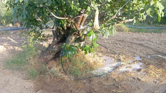 Buharkent'te 2 bin dönüm arazi modern sulamaya kavuştu